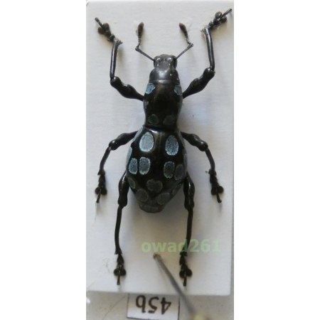 Pachyrrhynchus congestus robustus male Philippines45b